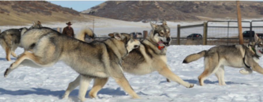 Rollo, Northern Inuit, Outlander dog