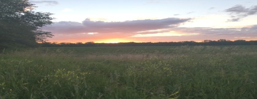 An Evening with Diana Gabaldon (sort of)