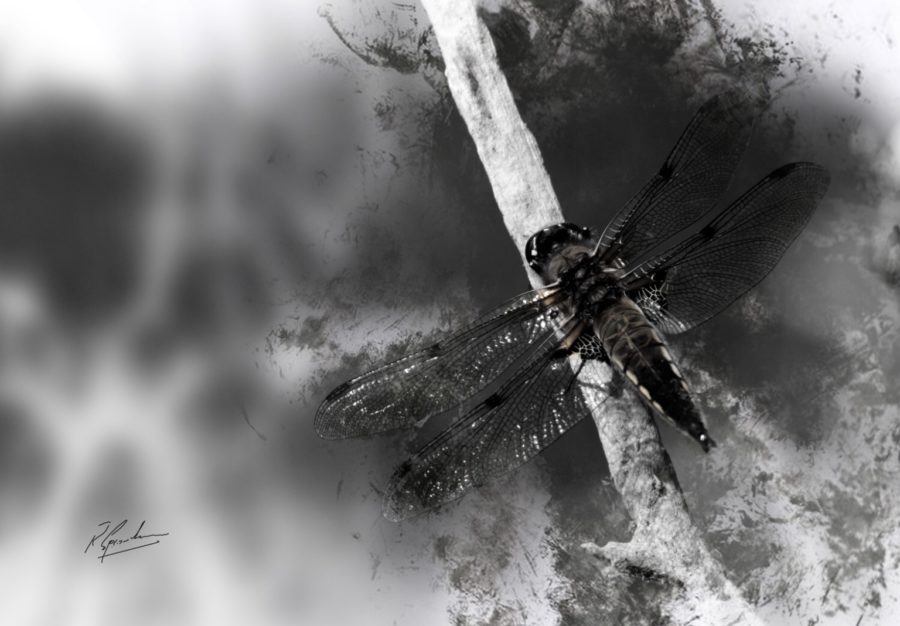 outlander supporting actor