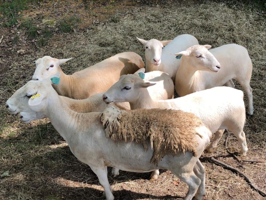 Scottish Highland Games, Outlander