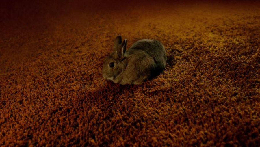 outlander easter eggs, rabbit in outlander