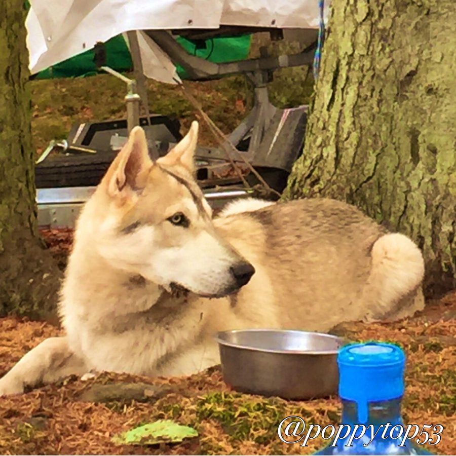 outlander season 4 filming