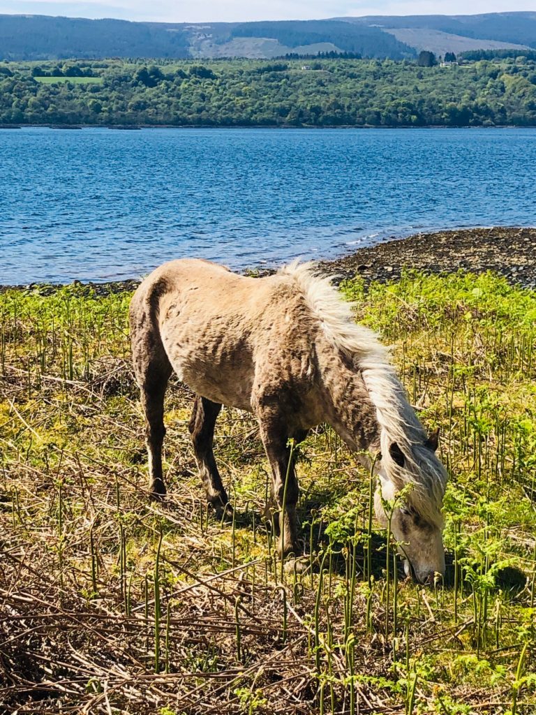 top 6 things to do on Arran, Wild Eriskay pony