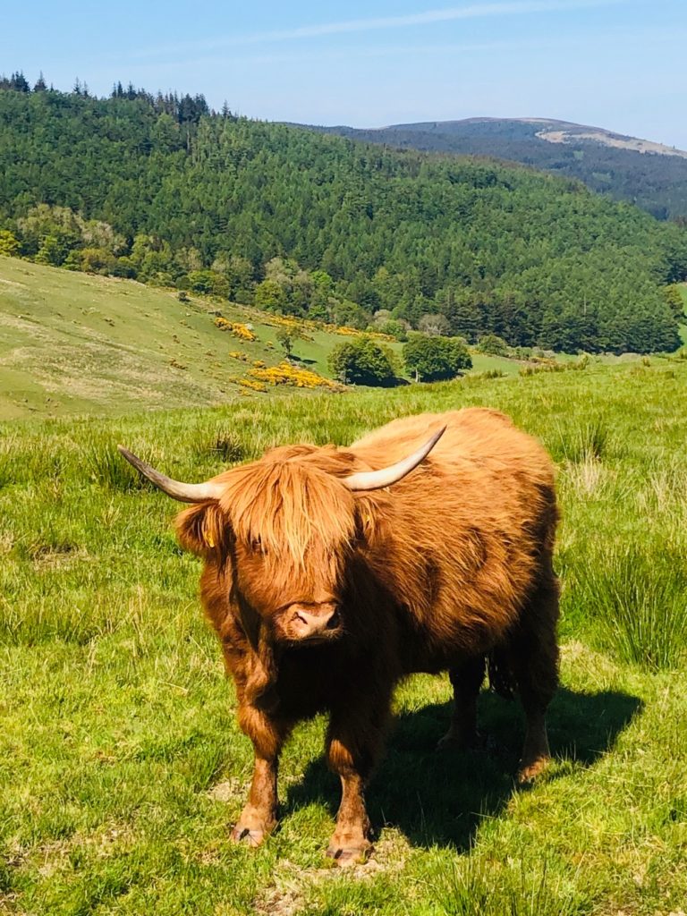 top 6 things to do on Arran, highland koo