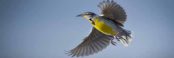 Meadowlark-fly.jpg