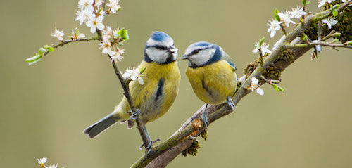 tit2Bbird.jpg